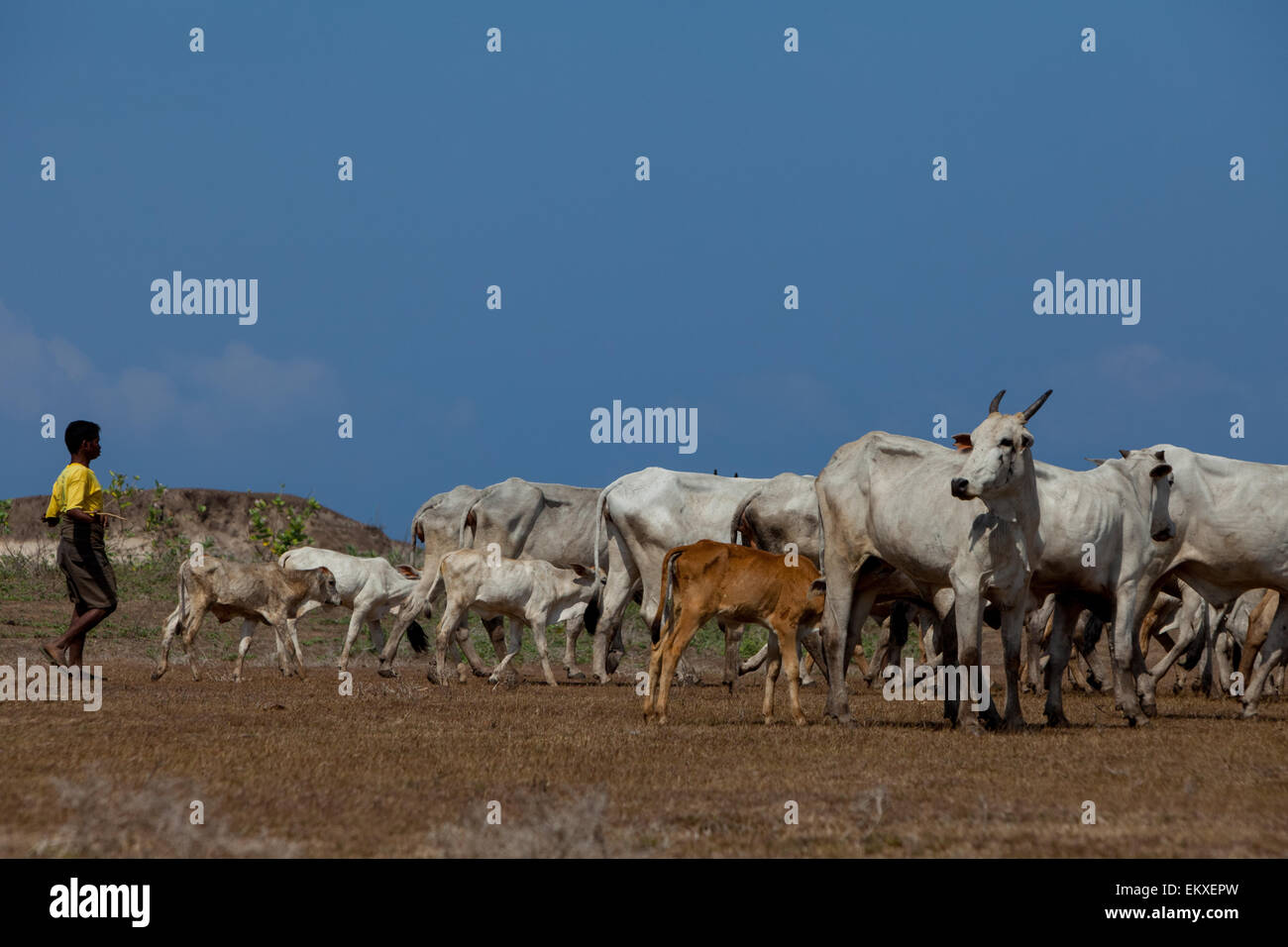 A shepherd herding cattle herd on a coastal grassland during dry season in Tosi, Pero Batang, Kodi, Southwest Sumba, East Nusa Tenggara, Indonesia. Stock Photo