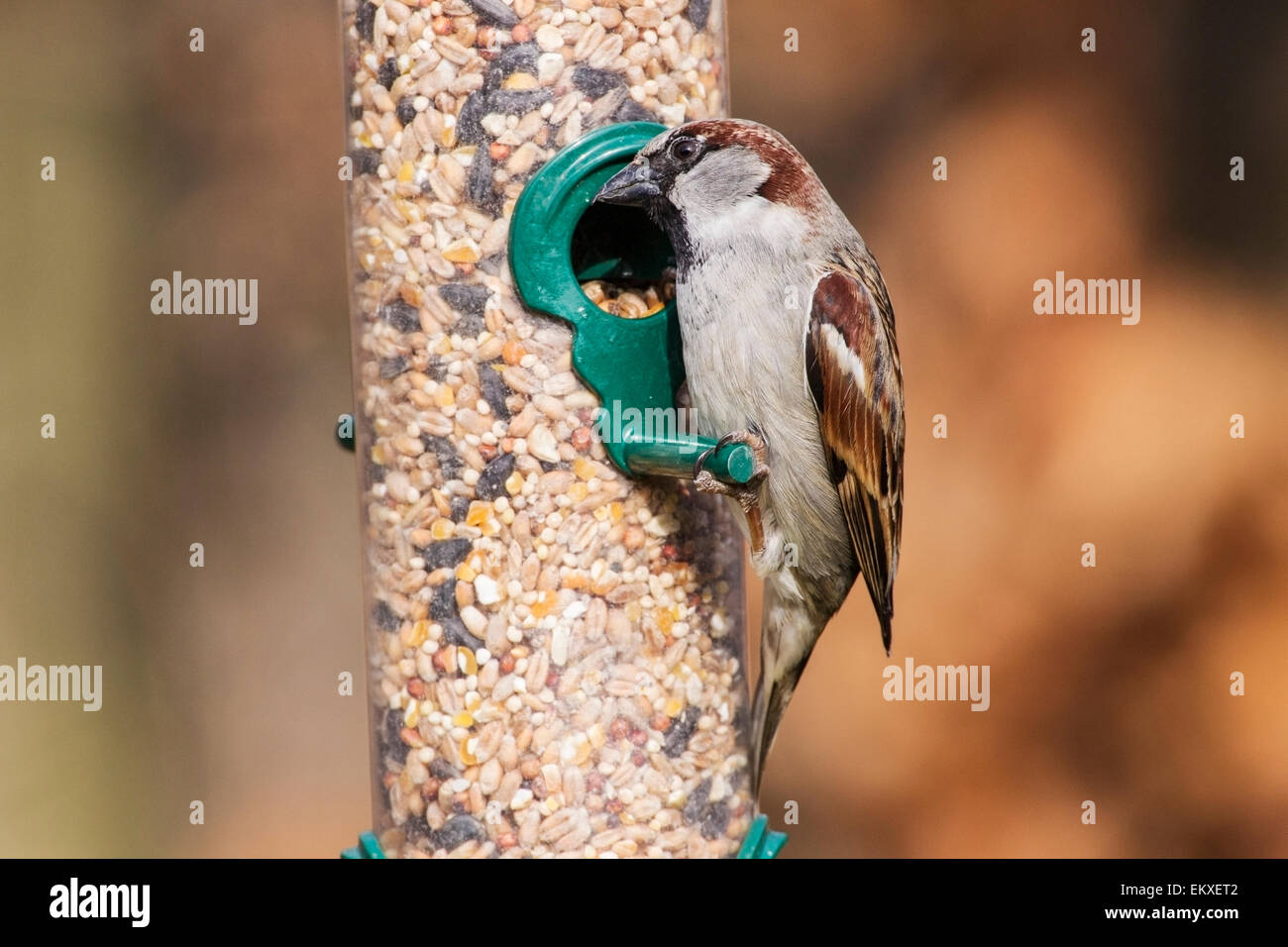 house sparrow (Passer domesticus) adult male feeding at bird feeder, in rural garden Stock Photo