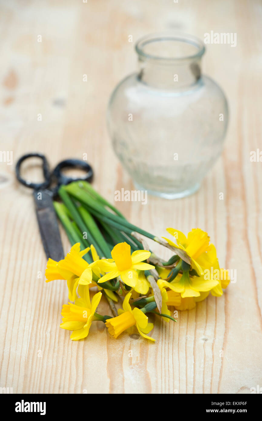Narcissus. Preparing cut Daffodil Tete a Tete flowers to put in a vase