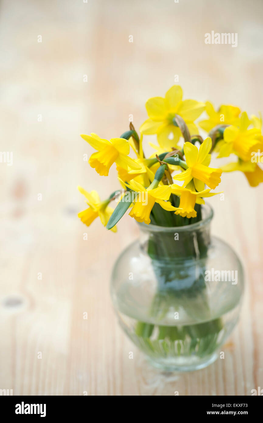 Narcissus. Cut Daffodil Tete a Tete flowers in a vase Stock Photo Alamy
