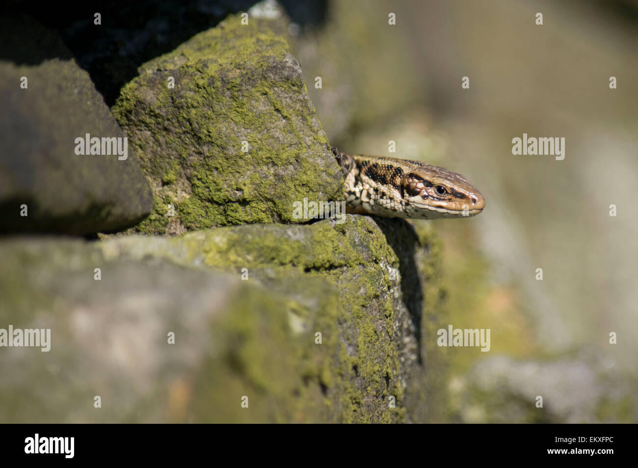 Pictured is a wild Common Lizard living in a dry stone wall in Derbyshire's Peak District, United Kingdom.  Weather was Bright with lots of Sunshine. Stock Photo