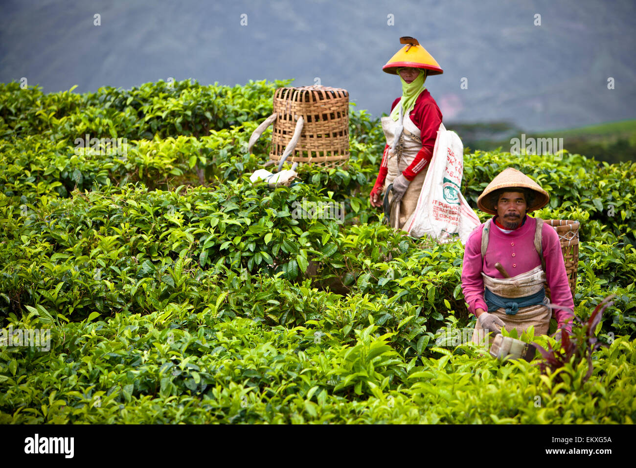 Sumatra Tea South sumatra sumatera selatan hi-res stock photography and images - Alamy