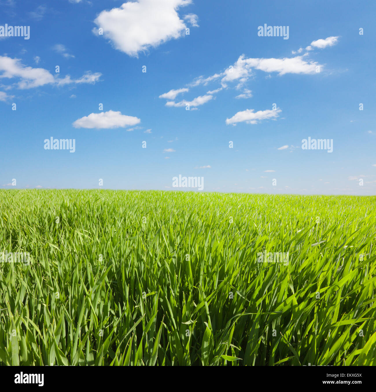 green field and blue cloudy sky Stock Photo - Alamy