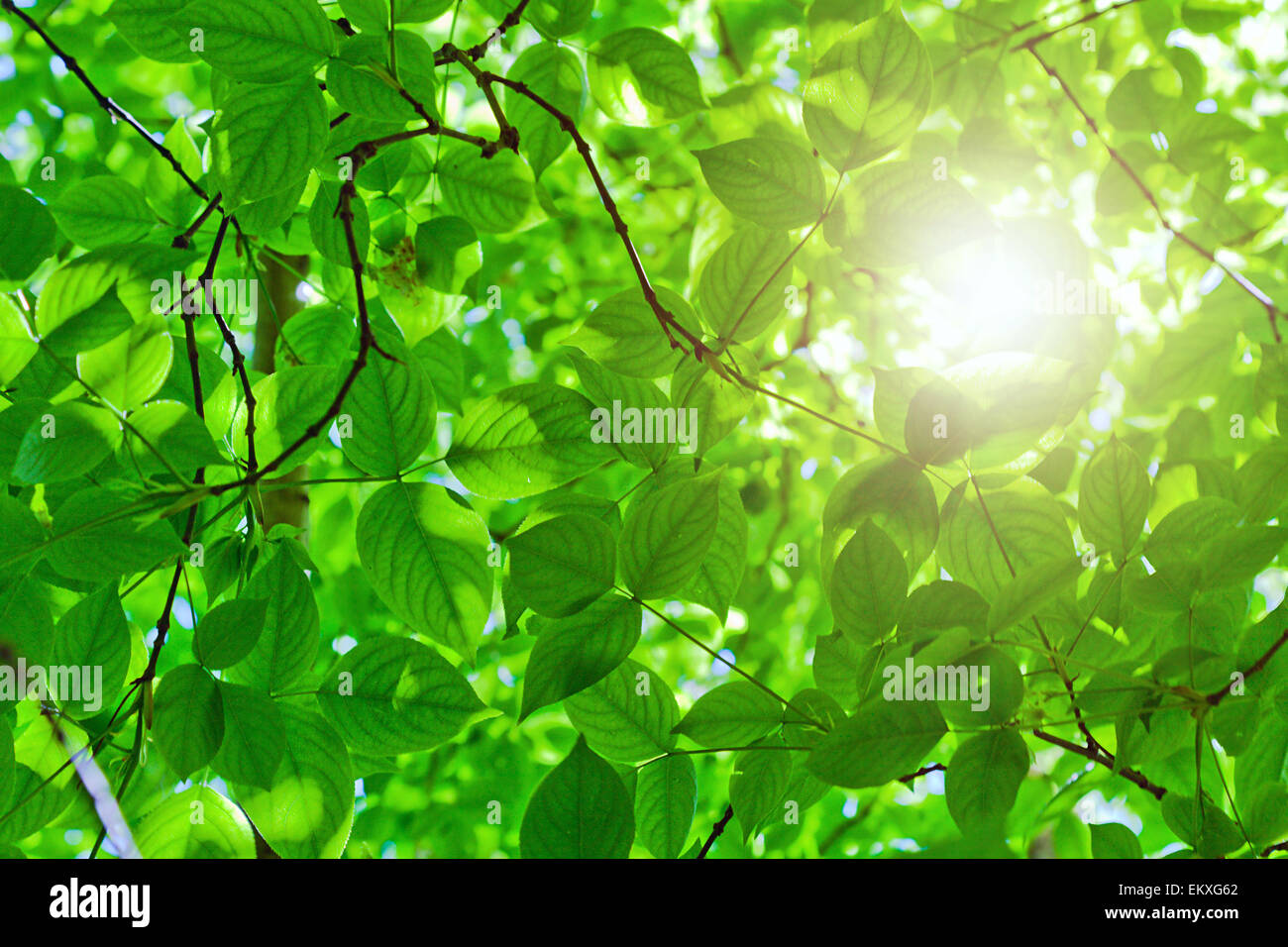 Green leaves and sun Stock Photo - Alamy