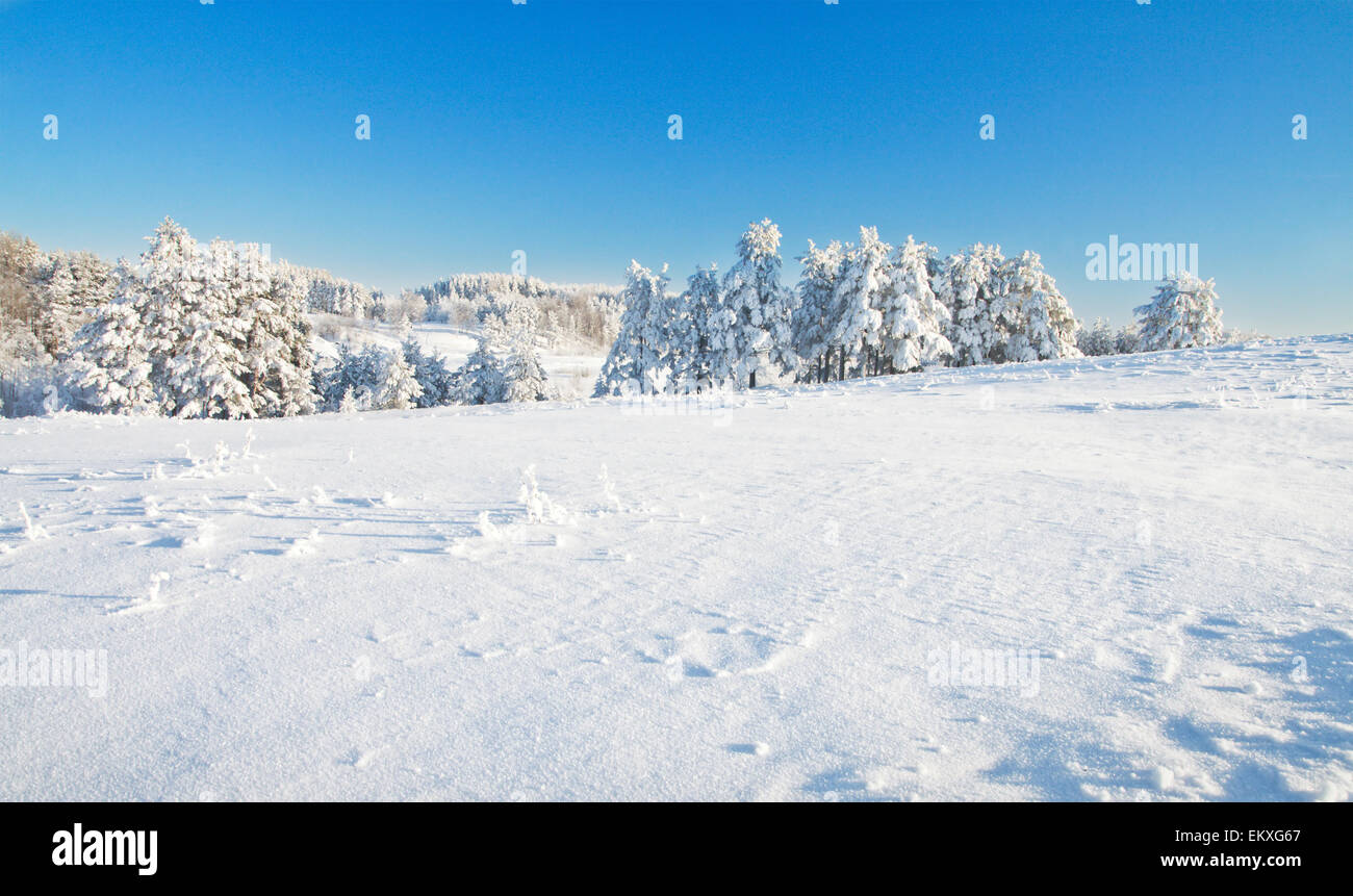 Winter forest hi-res stock photography and images - Alamy