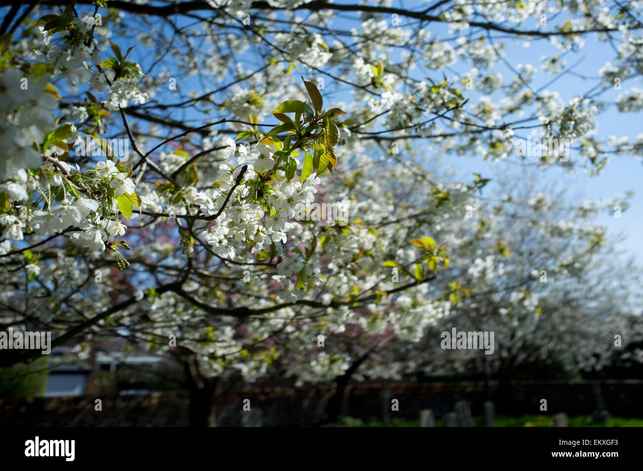 Tree blossom in spring season, Oxfordshire, UK. Stock Photo