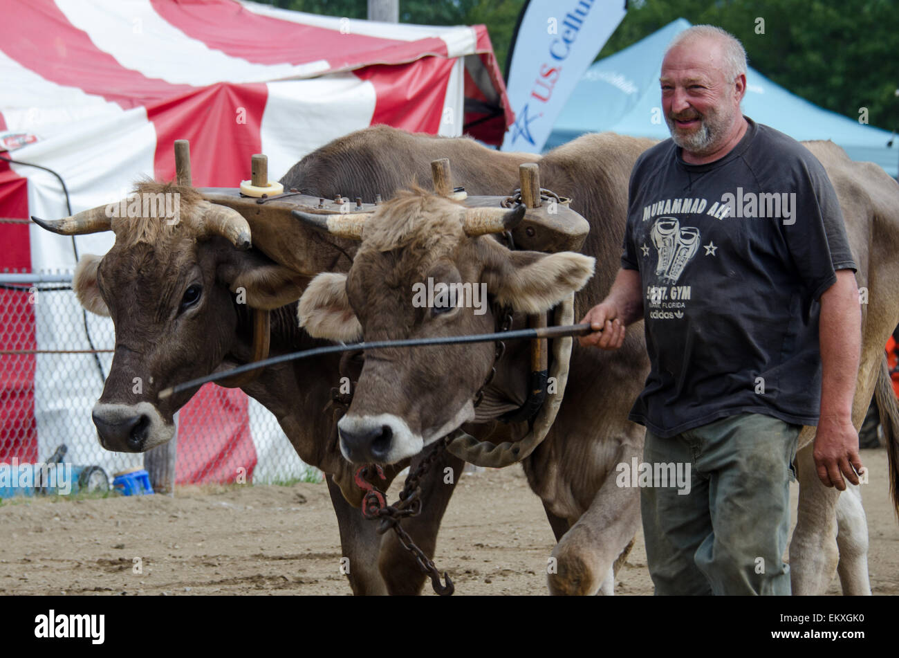 A farmer walks his oxen to to the ring for the fourox distance pull
