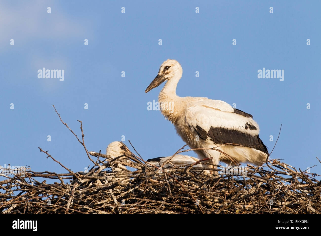 white stork (Ciconia ciconia), juvenile birds in the nest,  Bulgaria, Europe Stock Photo
