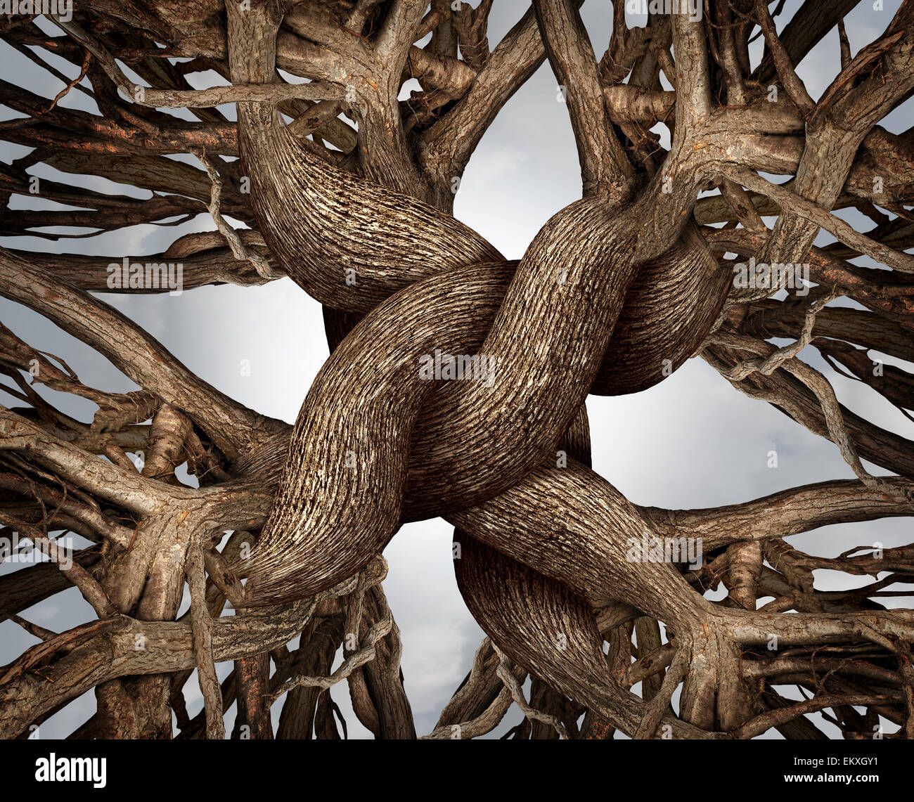 Unity symbol as an eternal knot of trust made from the roots and trunks of growing trees as a community or business friendship concept for the power of teamwork and solidarity working together for solid success and growth. Stock Photo