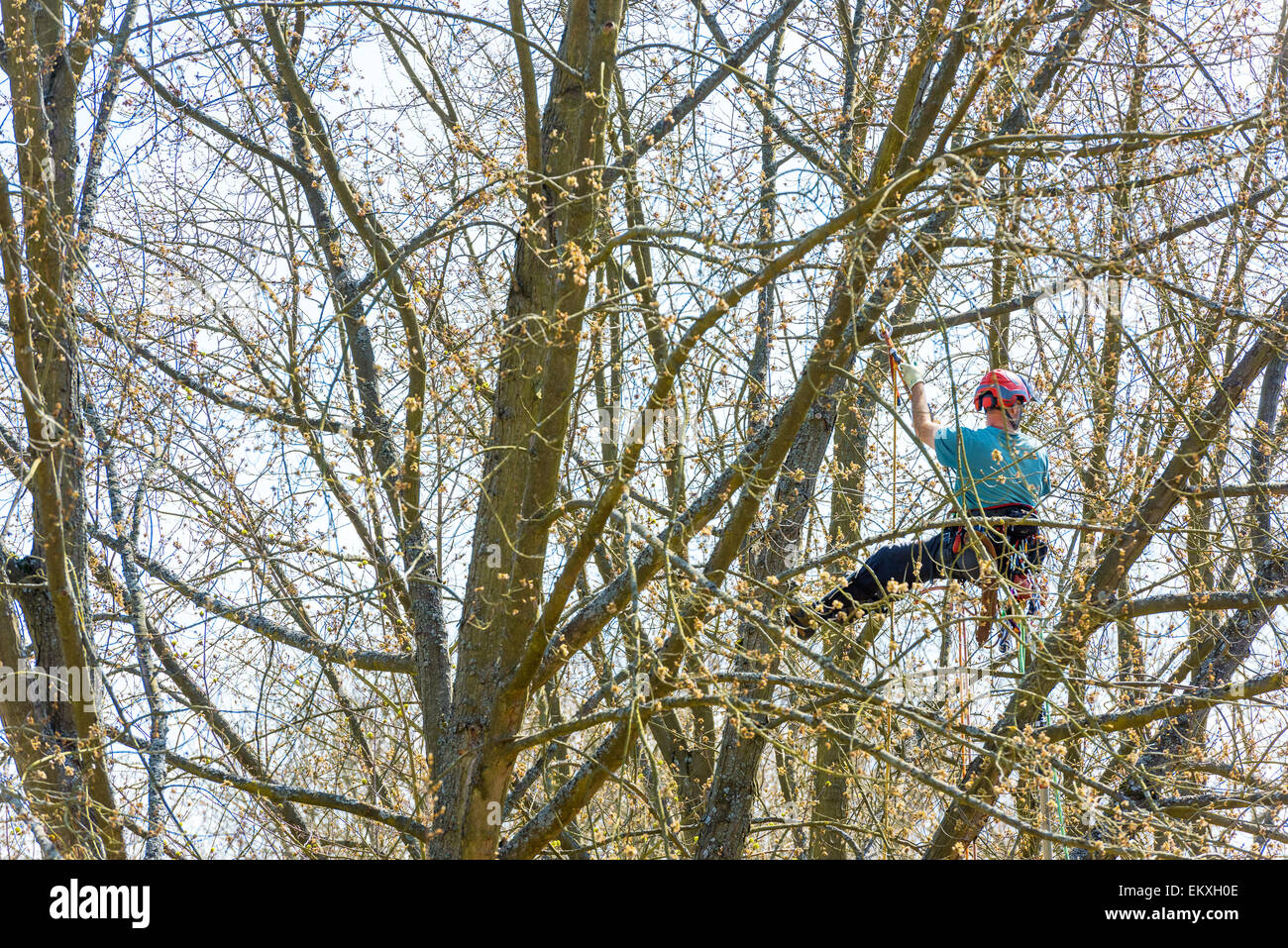 Gardeners in tree climbing Treegardener crop cultivate tree work spring Trimming cut work worker horticultural work in the trees Stock Photo