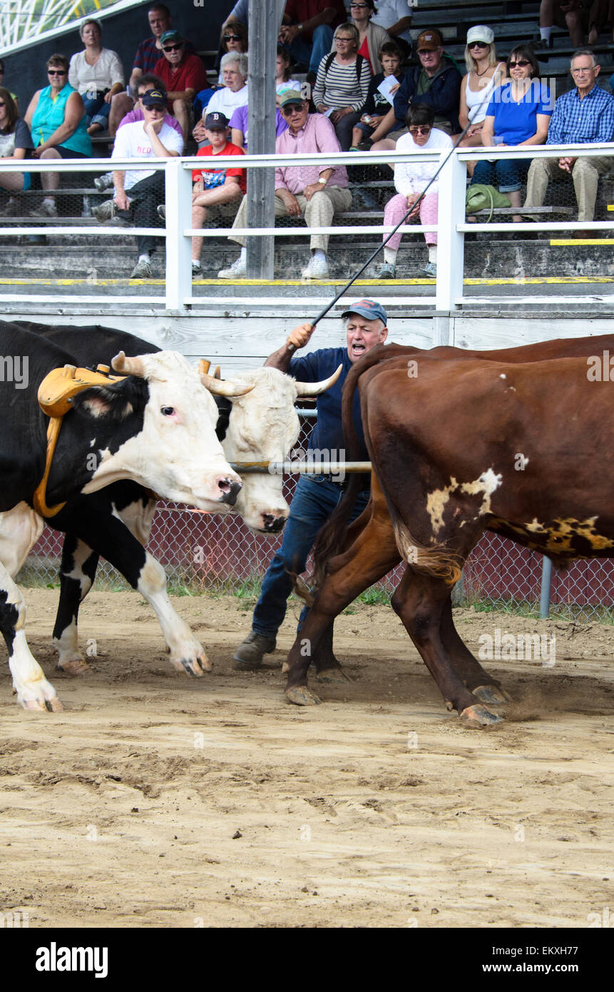 Oxen competing in the fourox distance pull competition at the Blue