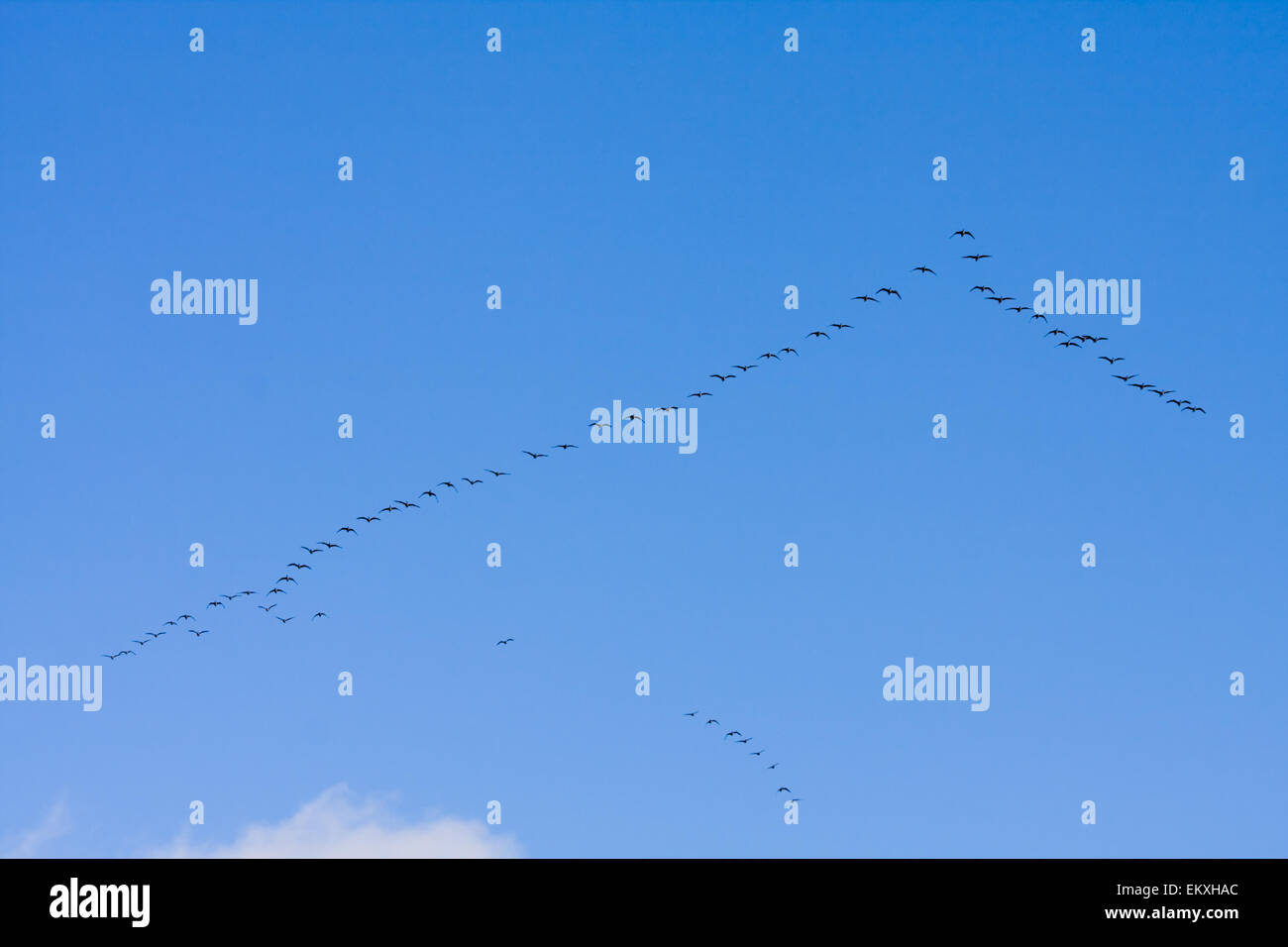 flock of migrating Stock Photo
