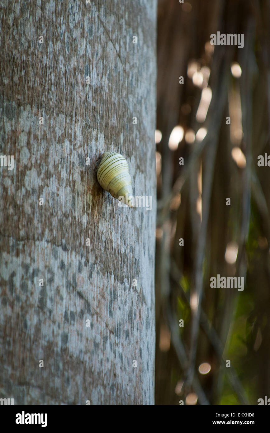 Cuba Trinidad Gran Parque Natural Topes de Collantes , El Cubano , green snail on tree in forest Stock Photo