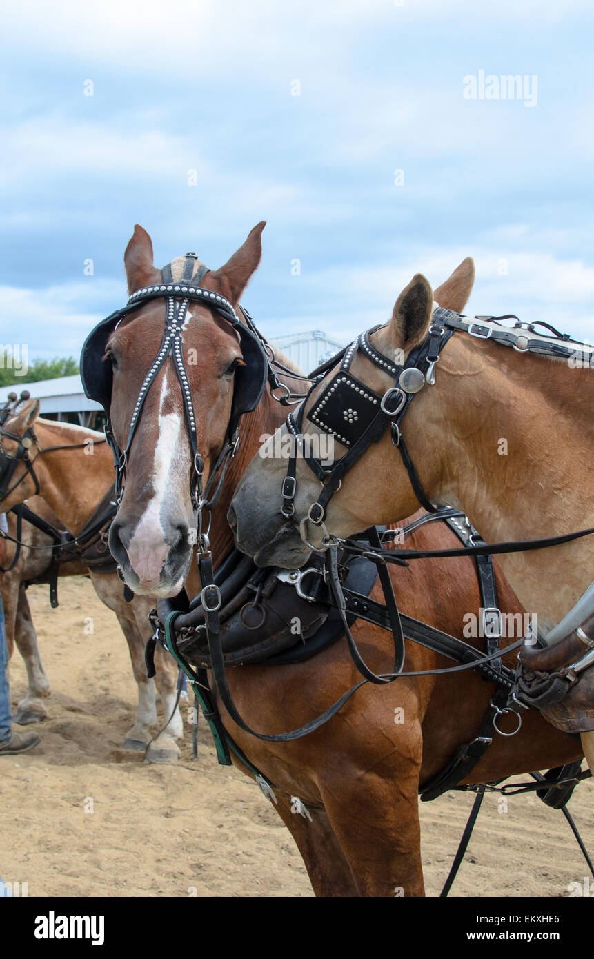 Draft draught dray horses horse hires stock photography and images Alamy