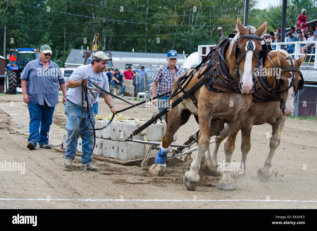 A competitor urges his horses on during the draft horse load-pulling competition at the Blue Hill Fair, Maine. Stock Photo