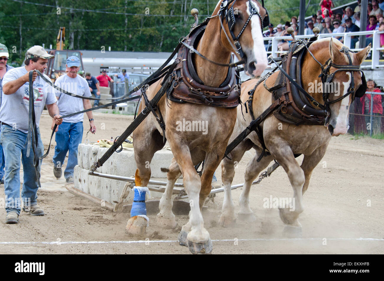 A competitor urges his horses on during the draft horse load-pulling competition at the Blue Hill Fair, Maine. Stock Photo