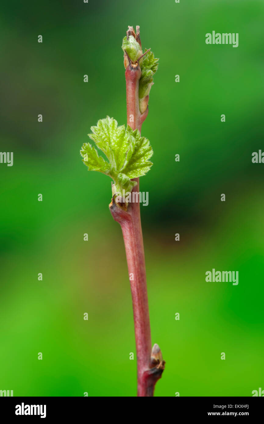 Knospe,Bud,Trieb,Triebspitze,Shoot,Young Shoot,Bluete,Blossom,Bloom,Rubus idaeus Stock Photo