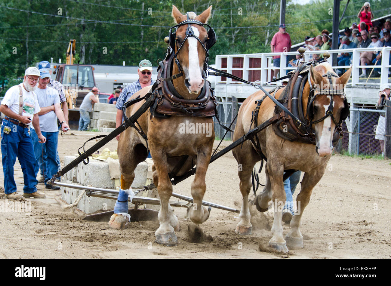 Rural fair draft horses hires stock photography and images Alamy