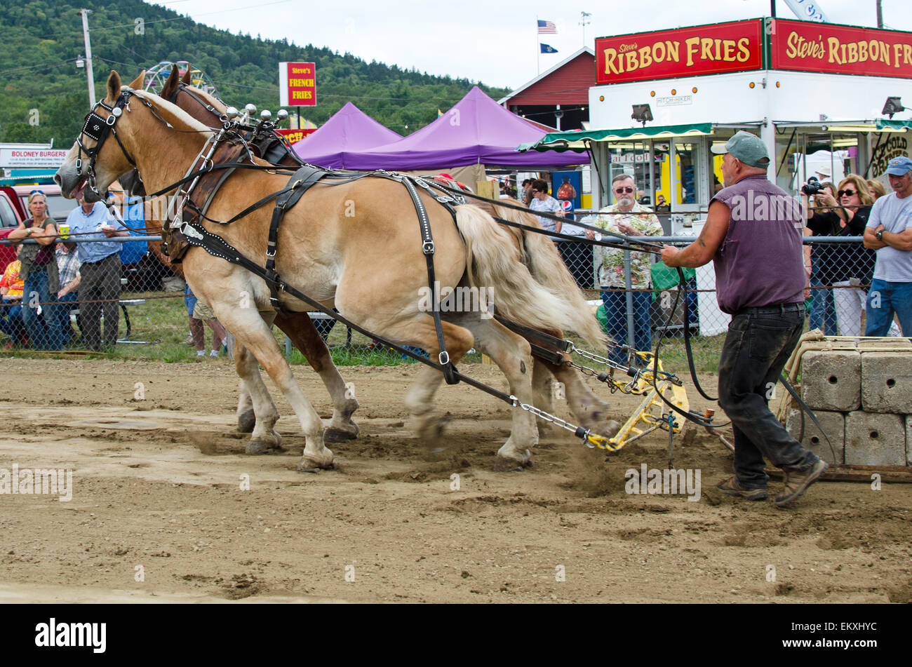 Rural fair draft horses hires stock photography and images Alamy