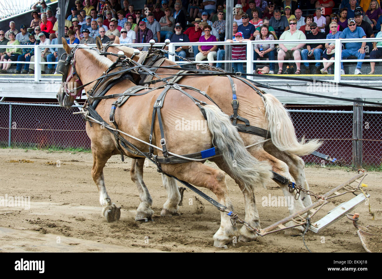 The grandstand is packed for the draft horse loadpulling competition