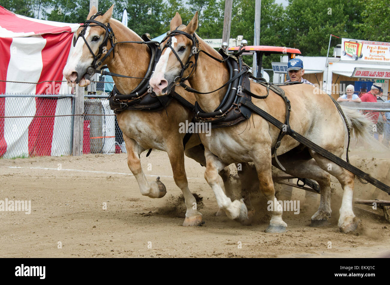 Rural fair draft horses hires stock photography and images Alamy