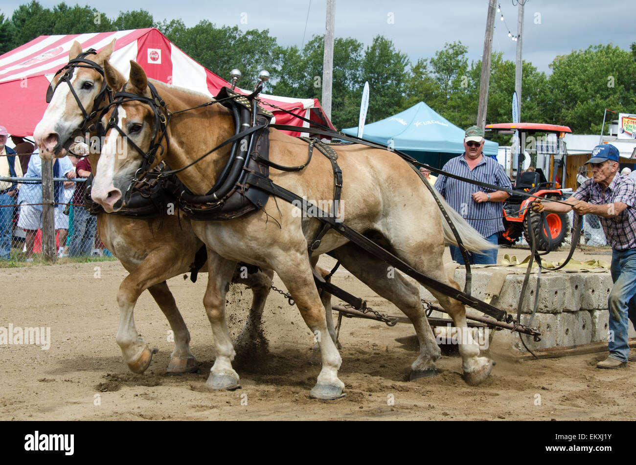 Draft horses strain against a heavy sledge in the loadpulling