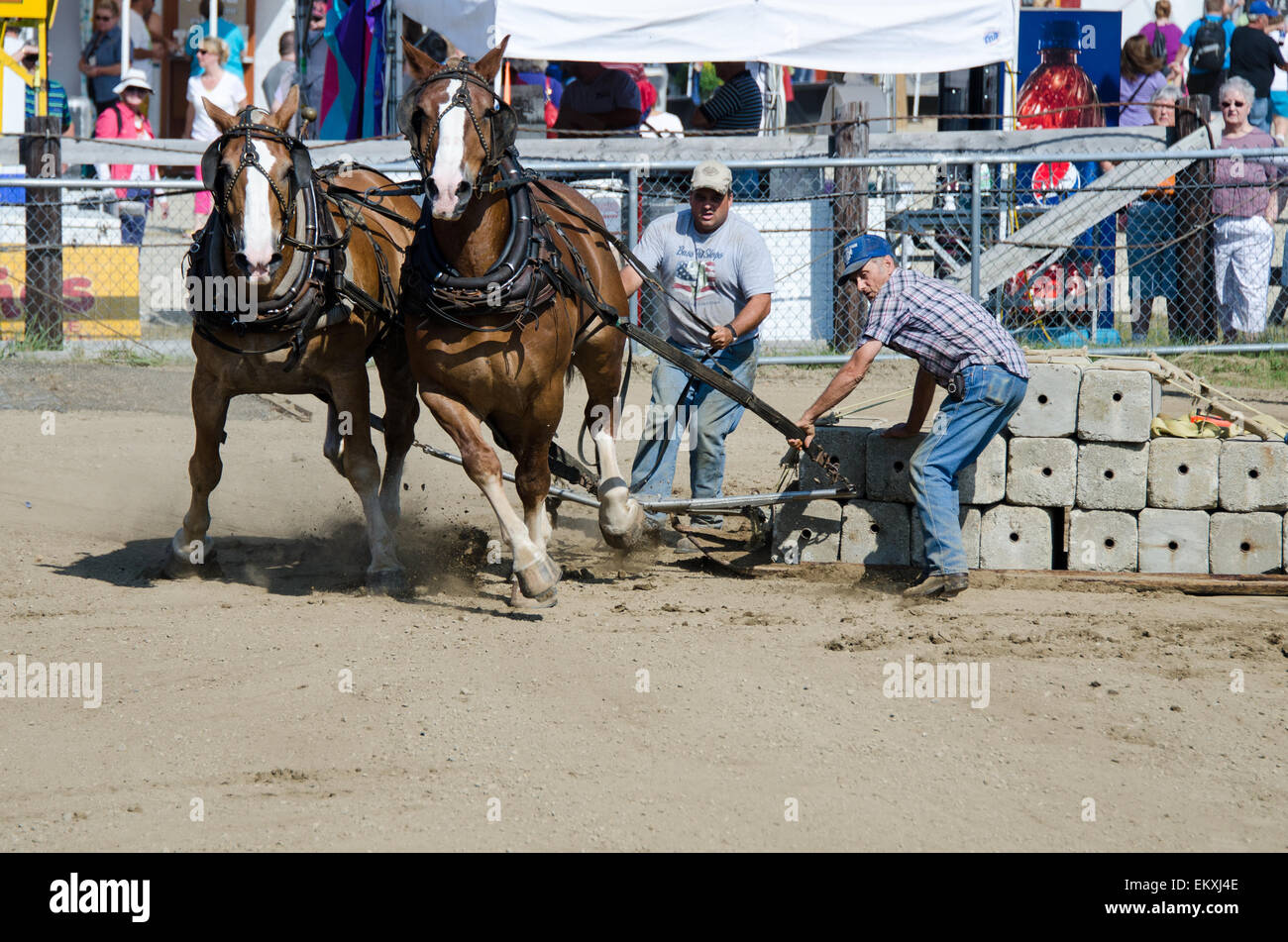 A competitor urges his horses to pull harder during the draft horse