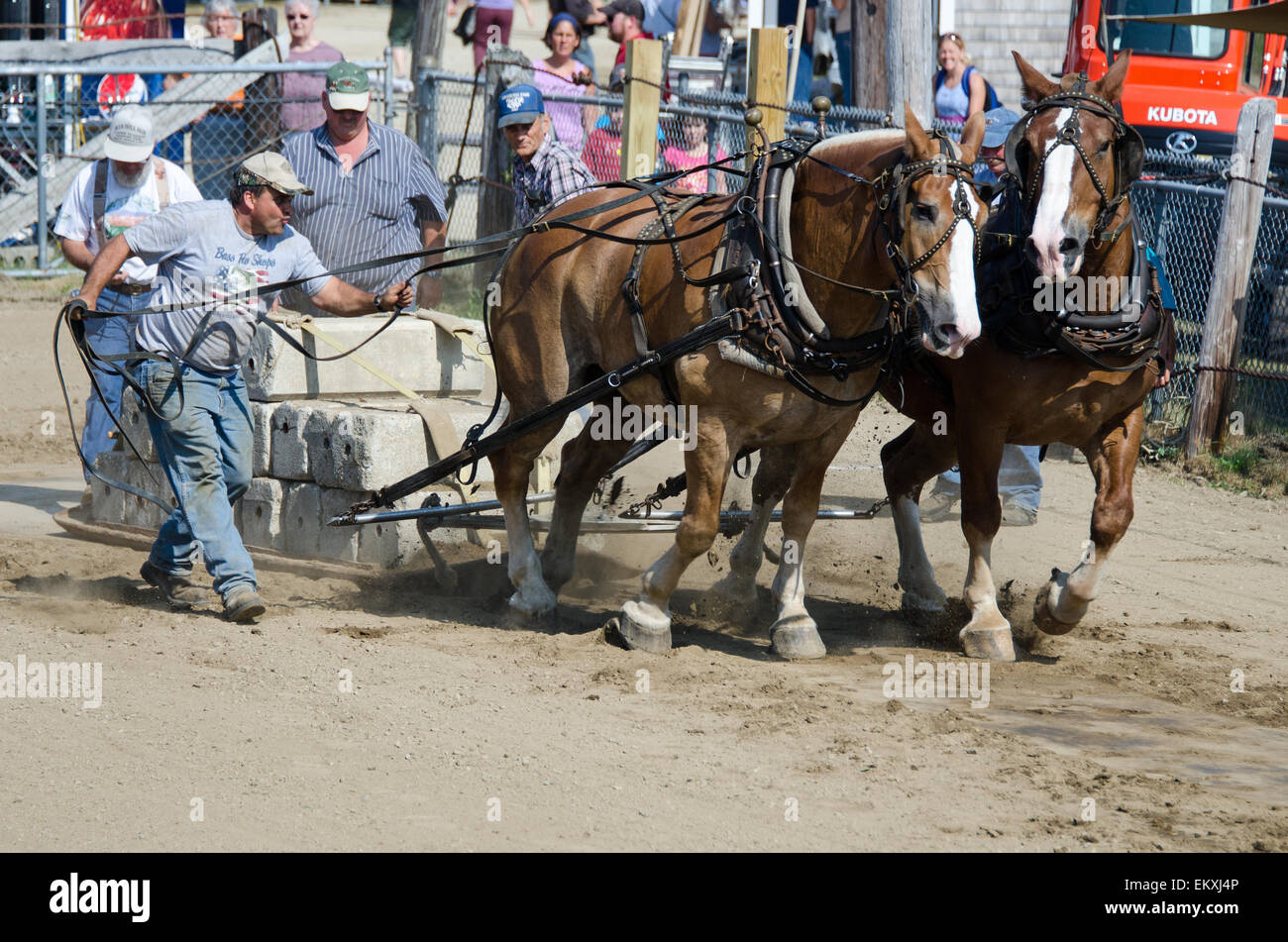 Rural fair draft horses hires stock photography and images Alamy
