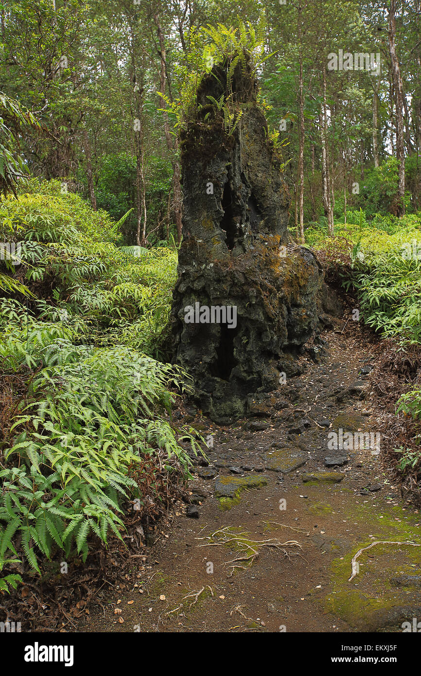 Lava molds of trees created by lava flows on the big island of Hawaii