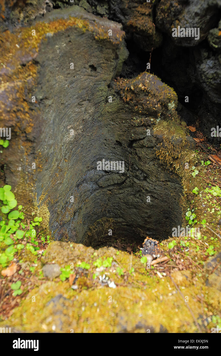 Lava molds of trees created by lava flows on the big island of Hawaii