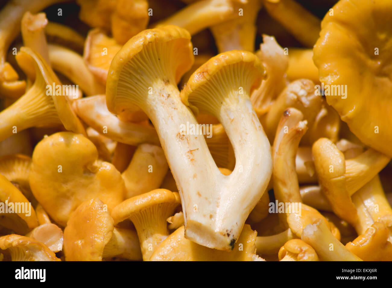 chanterelle mushrooms Stock Photo