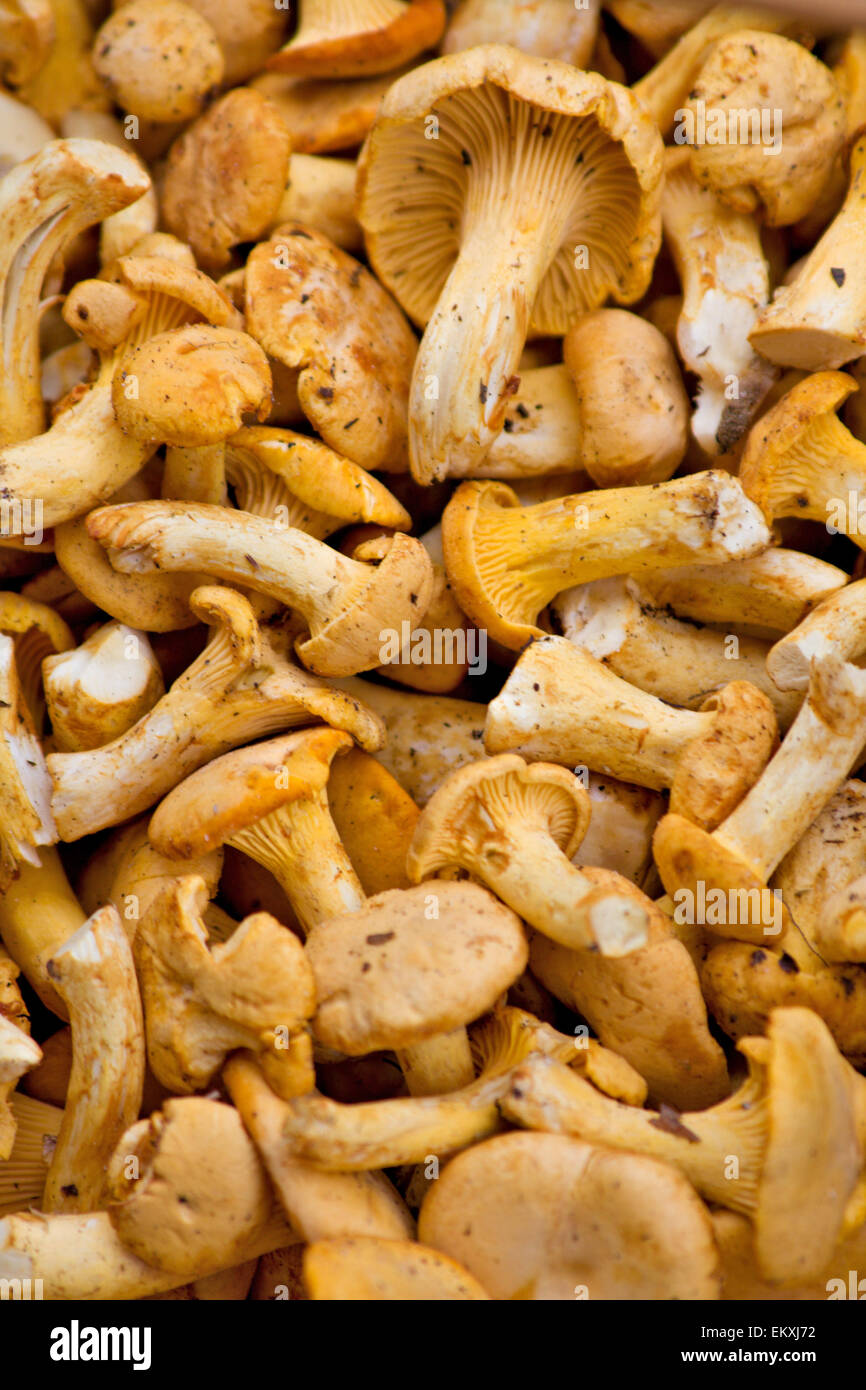 fresh chanterelle mushrooms Stock Photo Alamy