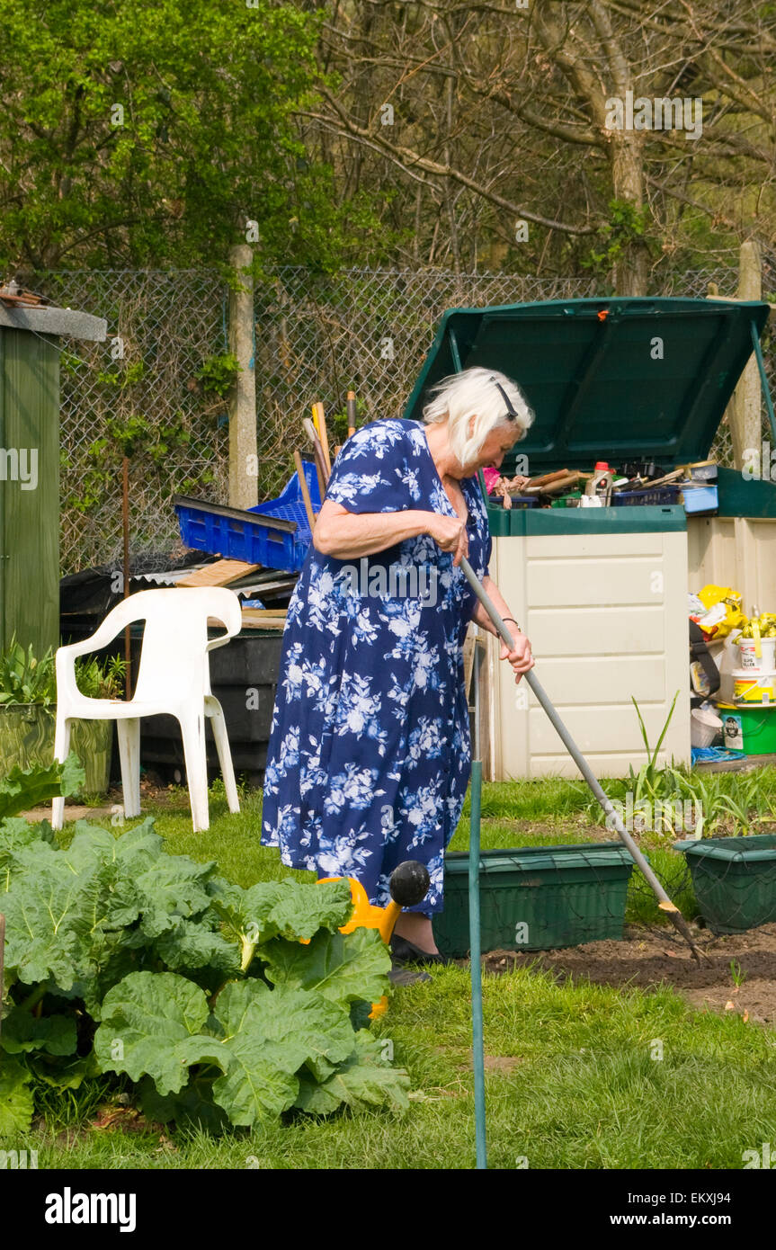 Elderly Woman Hoeing The Soil On Her Allotment Stock Photo