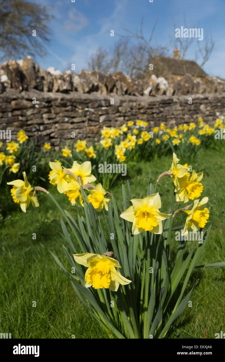 Daffodils and cotswold dry stone wall, Oddington, Cotswolds, Gloucestershire, England, United Kingdom, Europe Stock Photo