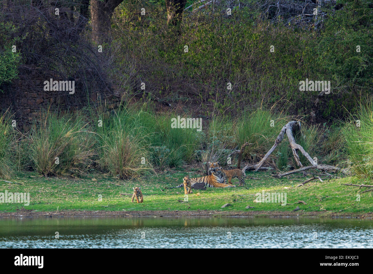 Bengal Tiger family on the banks of Rajbaug Lake near ancient hunting Palace, Ranthambhore Forest, India. [Panthera Tigris] Stock Photo