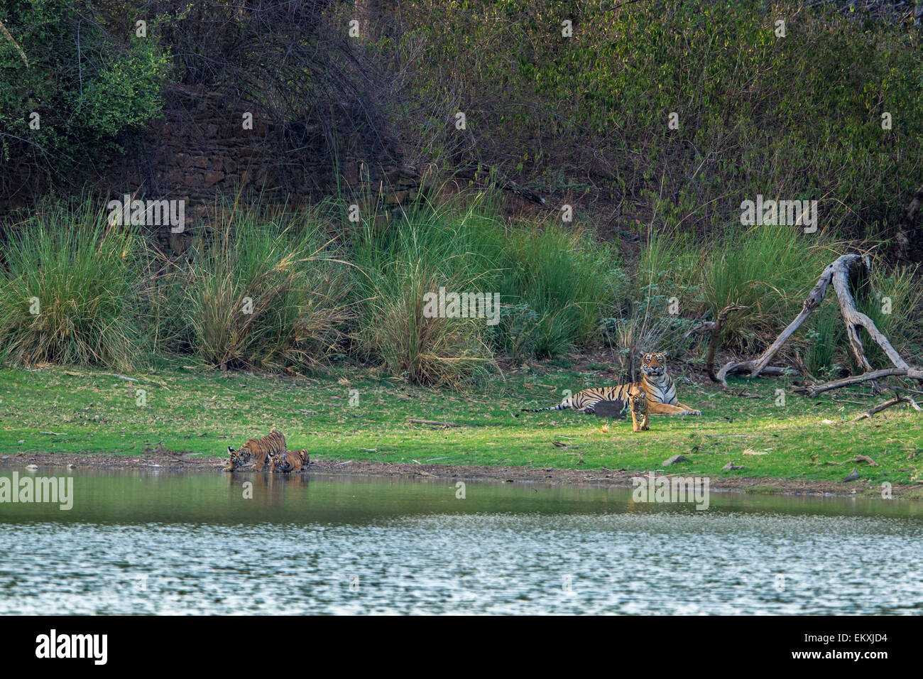 The Bengal Tigress family cubs Quenching thirst on the banks of Rajbaug Lake near ancient hunting Palace, Ranthambhore Forest . Stock Photo