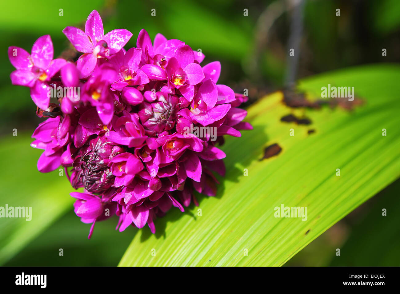 Beautiful tropical plants and flowers grow on the big island of Hawaii Stock Photo