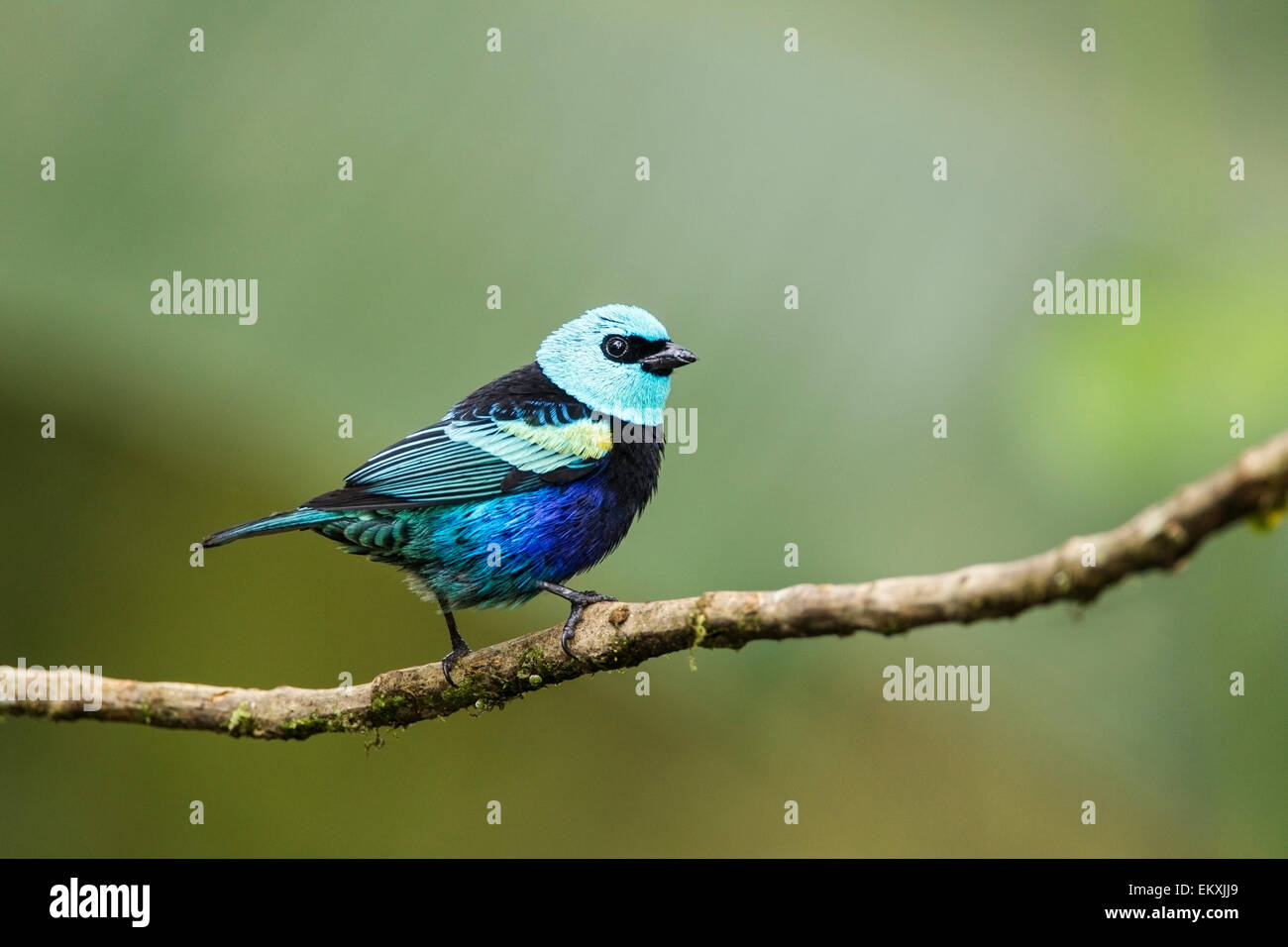 blue-necked tanager (Tangara cyanicollis) adult male perched on branch in rain forest, Ecuador, central America Stock Photo