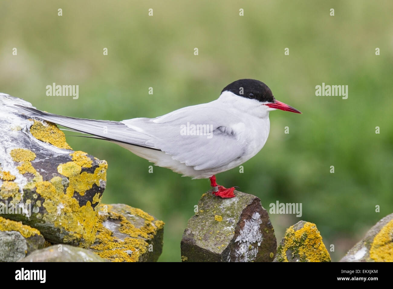 Arctic tern (Sterna paadisaea) adult resting on stone wall, Farne Isles, Northumberland, England Stock Photo