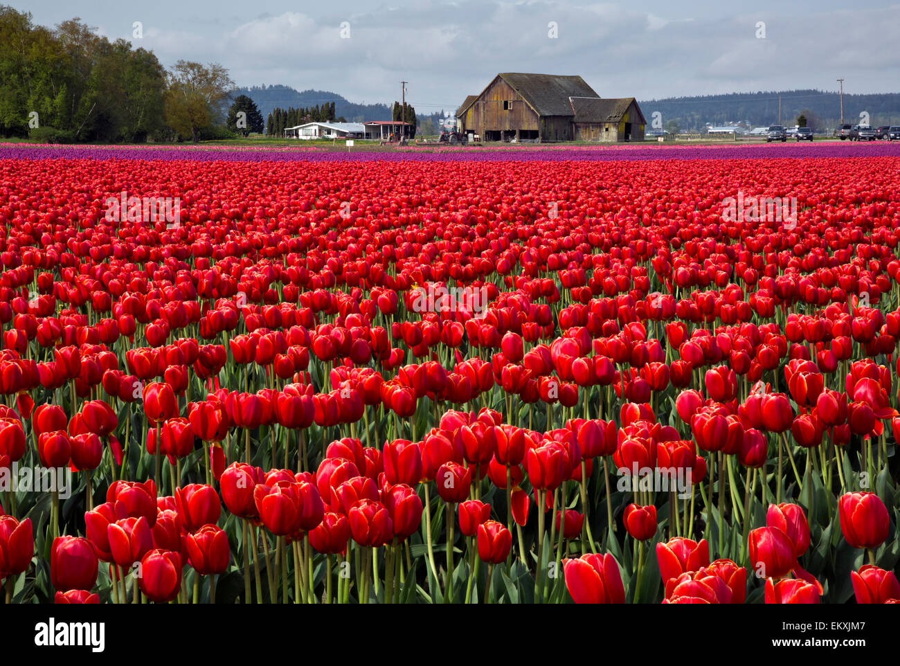 WA10242-00...WASHINGTON - Commercial field of tulips grown by the RoozenGaarde Bulb Farm in the Skagit Valley. Stock Photo