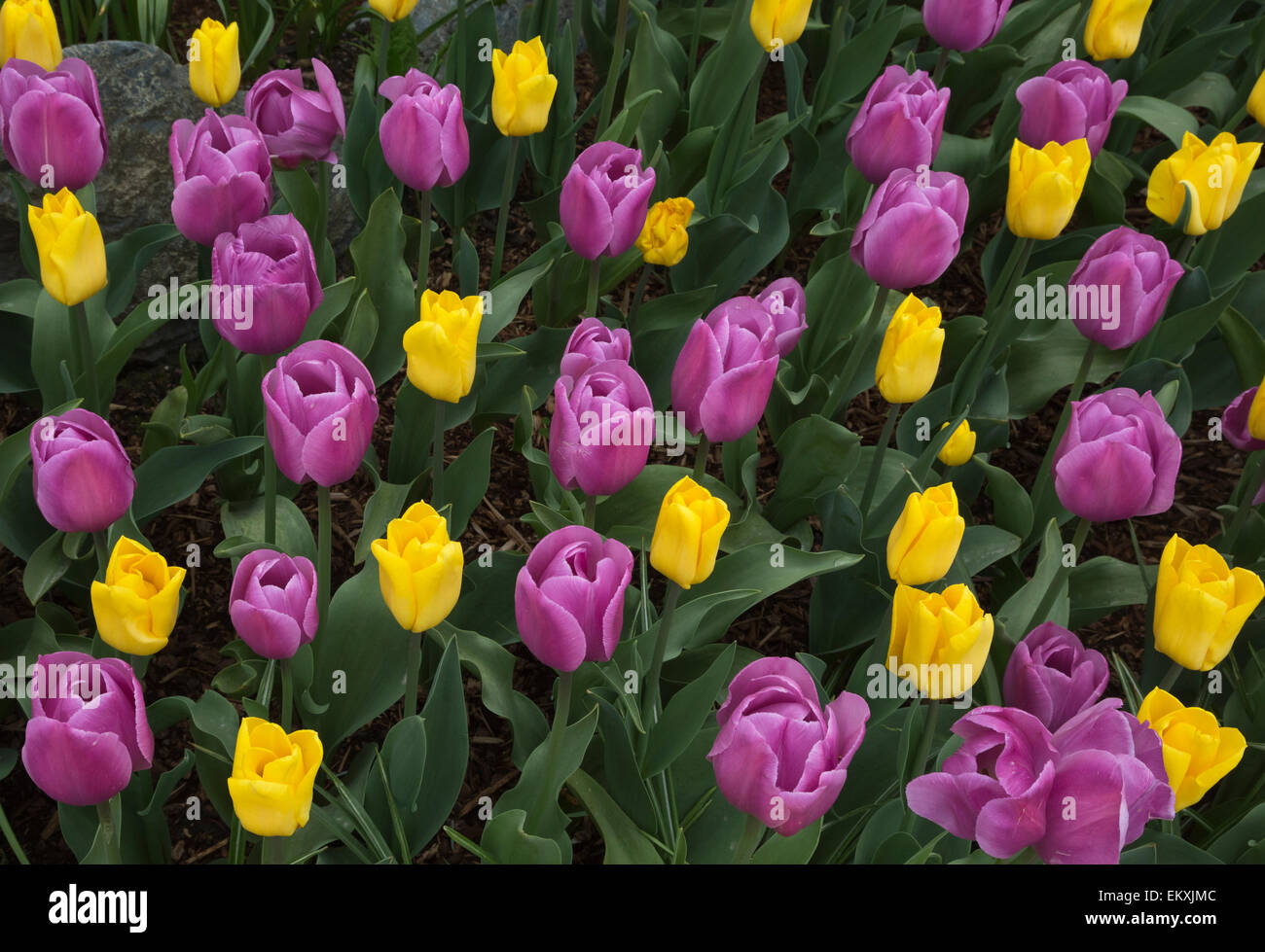 WA10246-00...WASHINGTON - Demonstration garden at RoozenGaarde Bulb ...