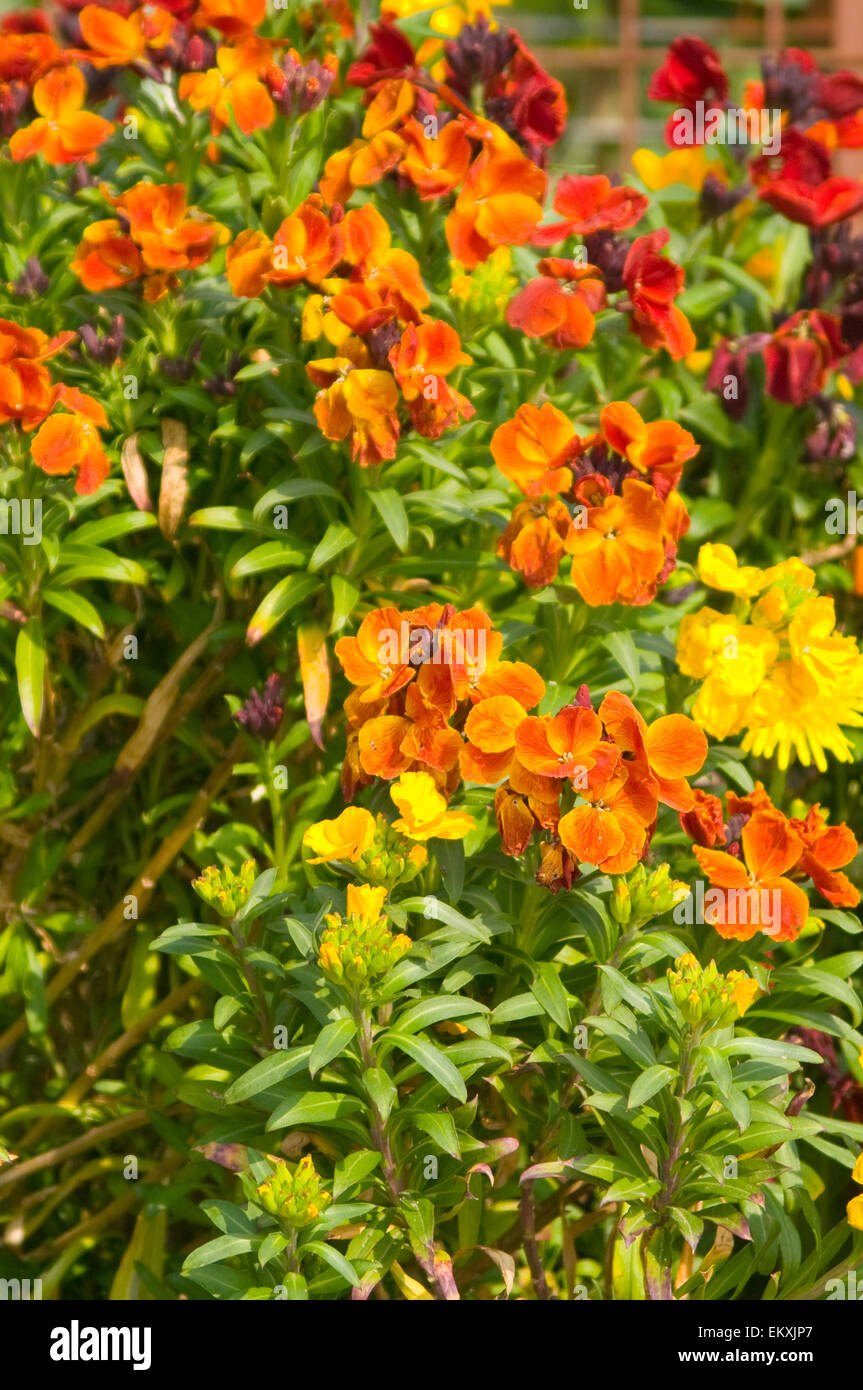 colourful wallflowers Erysimum cheiri Flowers Stock Photo