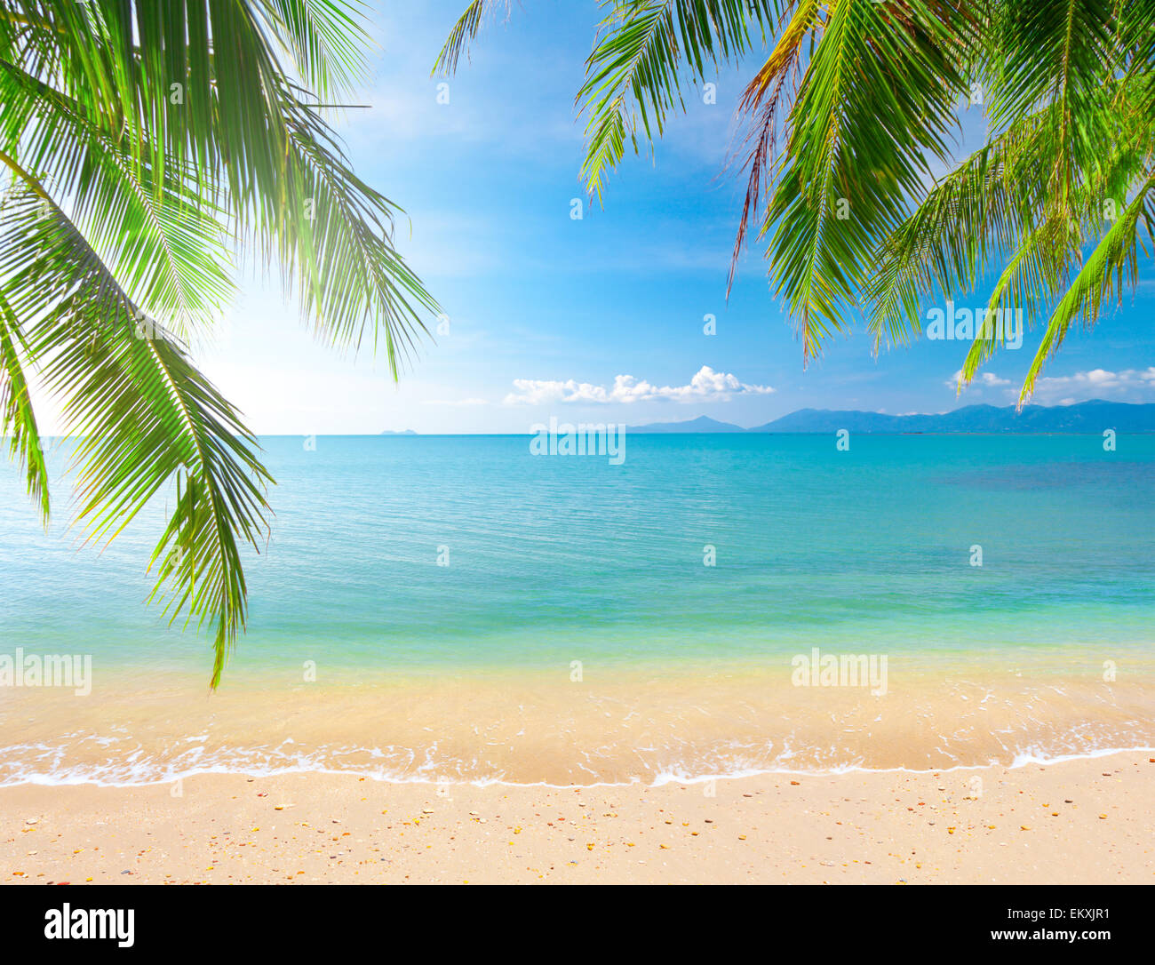 Palm and tropical beach Stock Photo - Alamy