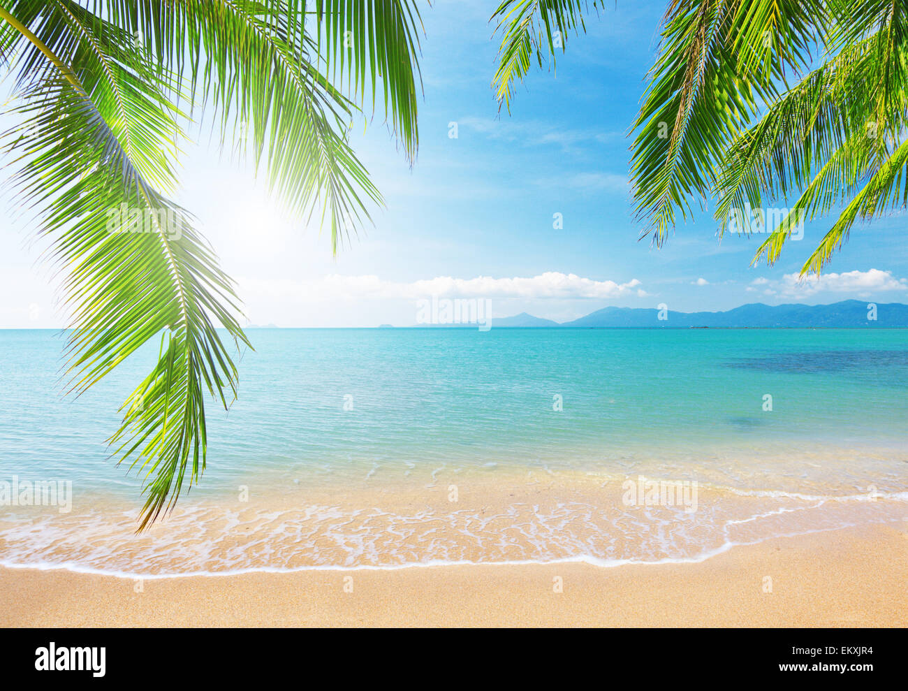Palm and tropical beach Stock Photo - Alamy