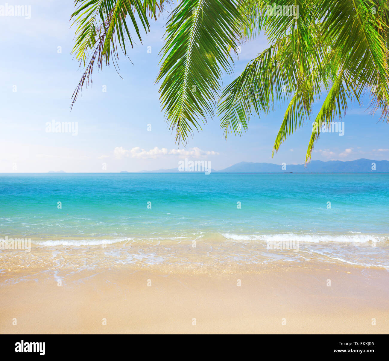 Palm and tropical beach Stock Photo - Alamy