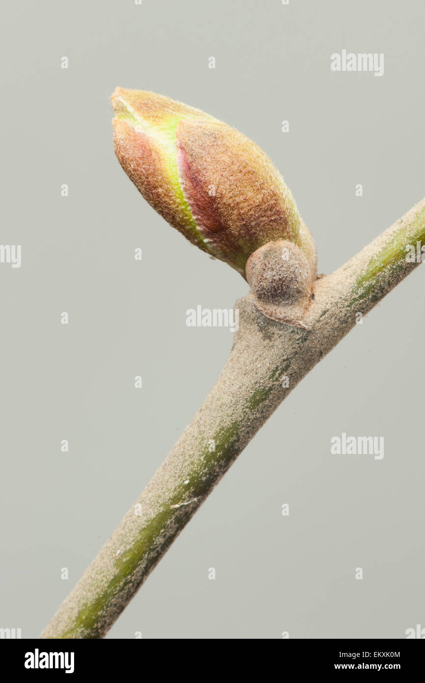 Knospe,Bud,Trieb,Triebspitze,Shoot,Young Shoot,Bluete,Blossom,Bloom,Tilia platyphyllos,Sommer-Linde,Large-Leaved Linden Stock Photo