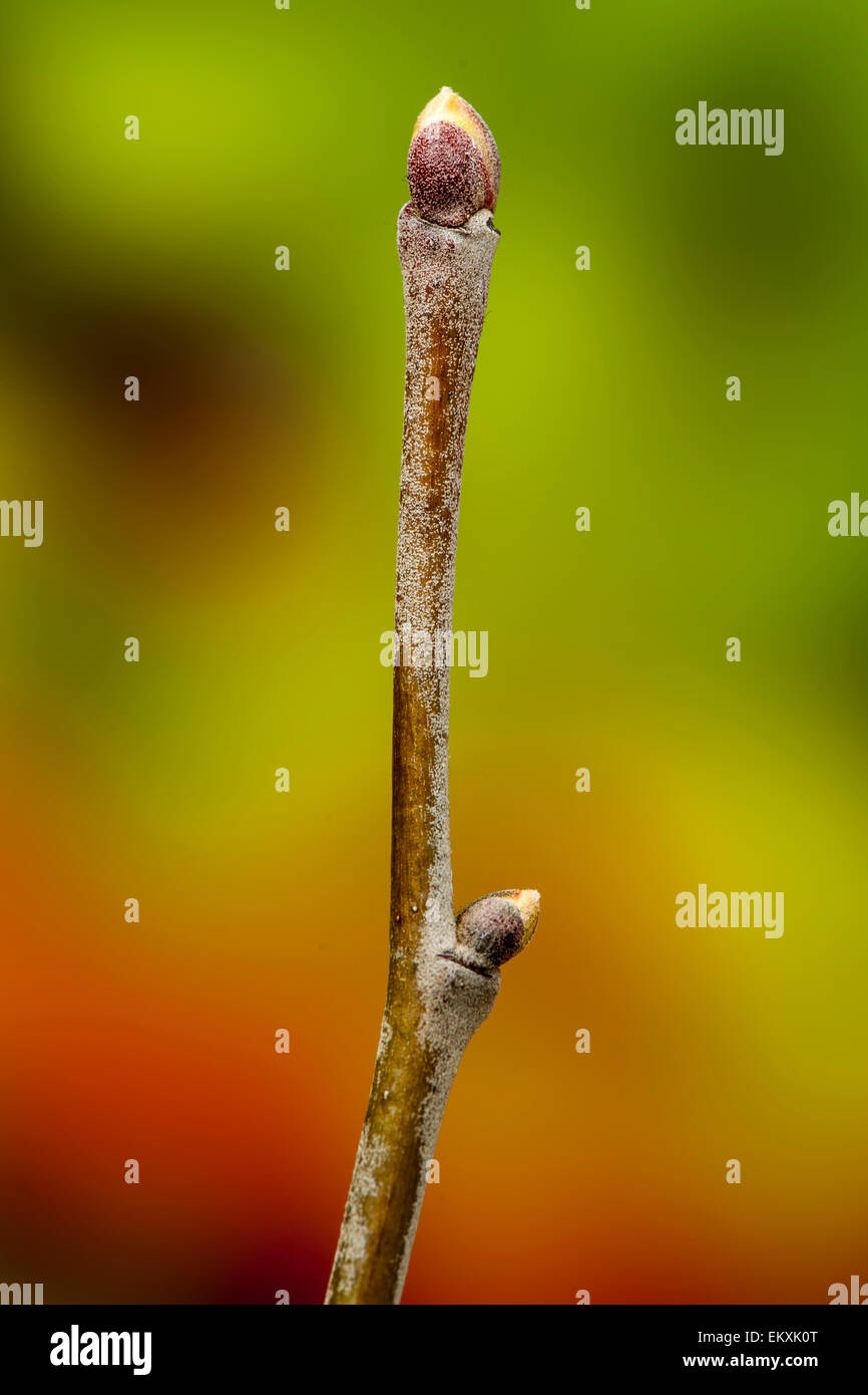 Knospe,Bud,Trieb,Triebspitze,Shoot,Young Shoot,Bluete,Blossom,Bloom,Tilia tomentosa,Silber-Linde,Silver Lime,Silver Linden Stock Photo