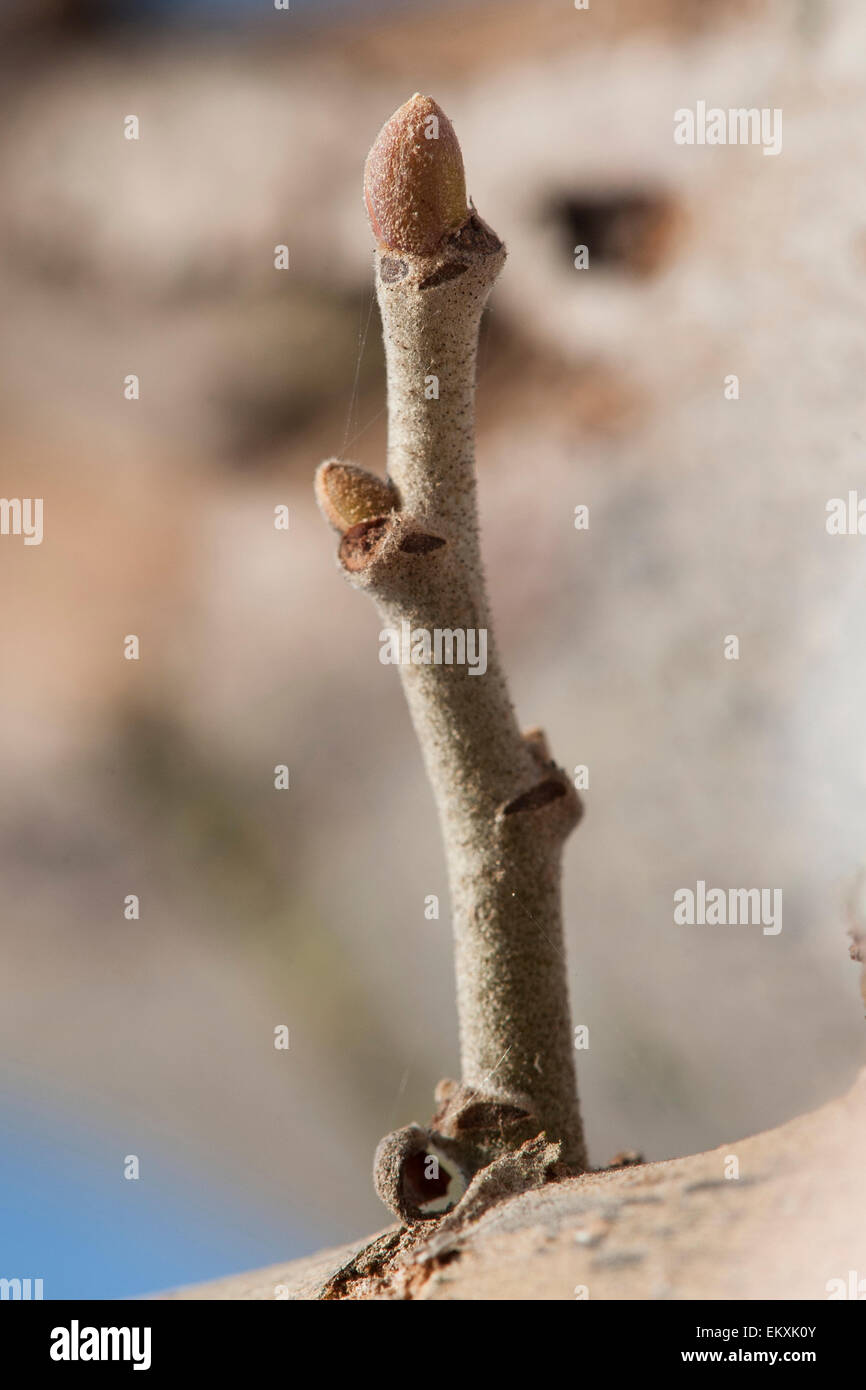 Knospe,Bud,Trieb,Triebspitze,Shoot,Young Shoot,Bluete,Blossom,Bloom,Tilia tomentosa,Silber-Linde,Silver Lime,Silver Linden Stock Photo