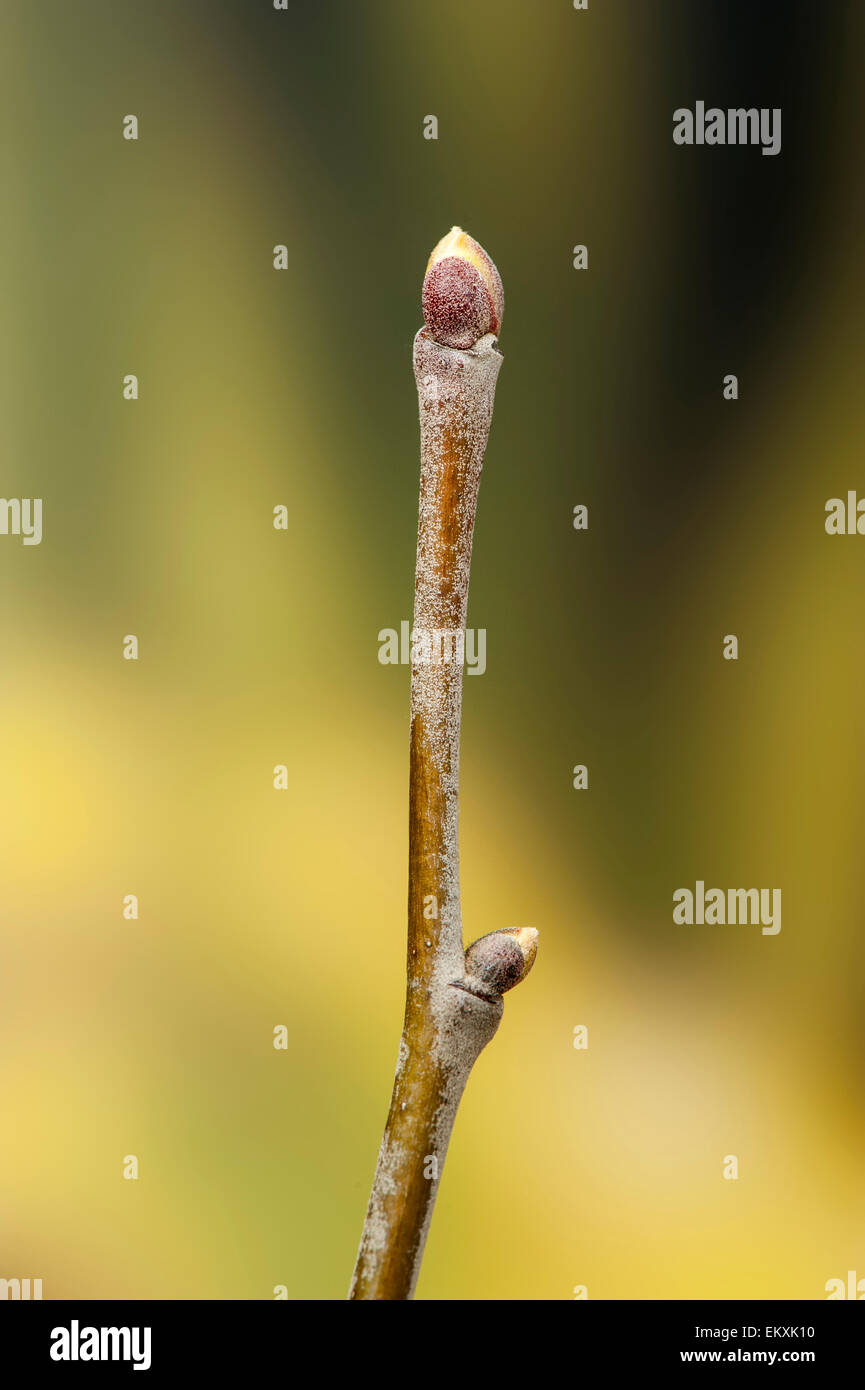Knospe,Bud,Trieb,Triebspitze,Shoot,Young Shoot,Bluete,Blossom,Bloom,Tilia tomentosa,Silber-Linde,Silver Lime,Silver Linden Stock Photo