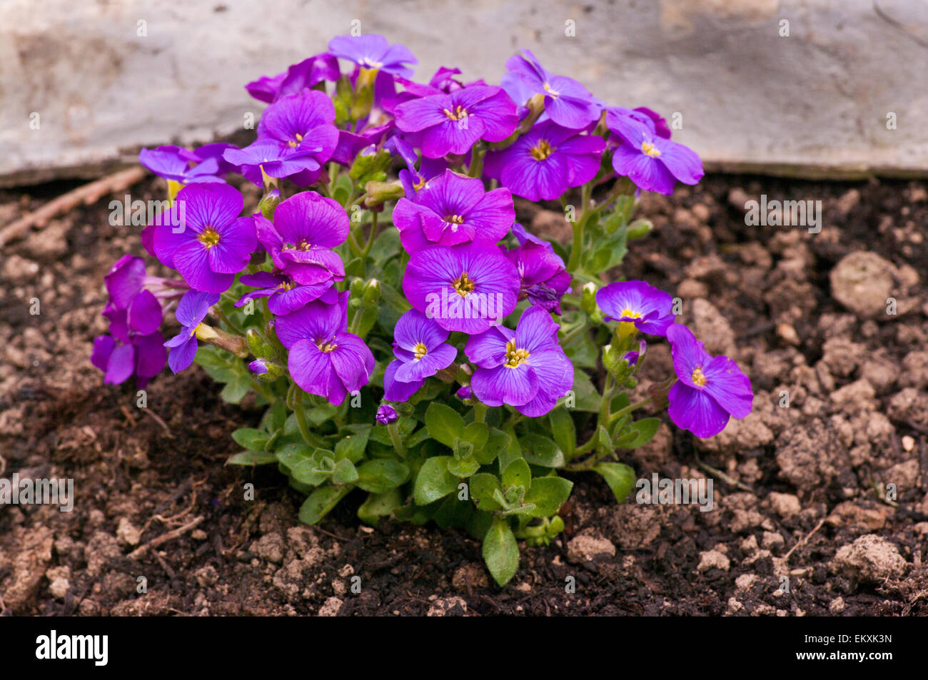 Perennial Aubrieta Kitte Blue Stock Photo